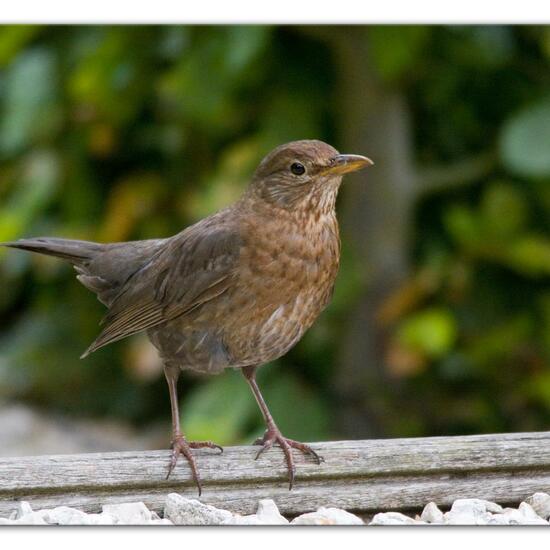 Amsel: Tier im Habitat Garten in der NatureSpots App