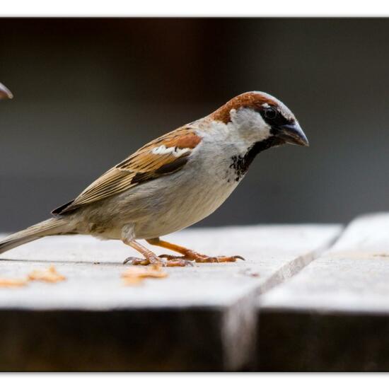 Haussperling: Tier im Habitat Garten in der NatureSpots App