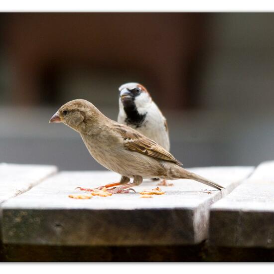 Haussperling: Tier im Habitat Garten in der NatureSpots App