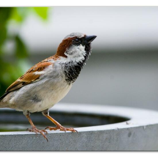 Haussperling: Tier im Habitat Garten in der NatureSpots App