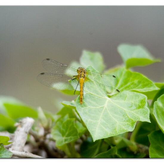 Blutrote Heidelibelle: Tier im Habitat Garten in der NatureSpots App