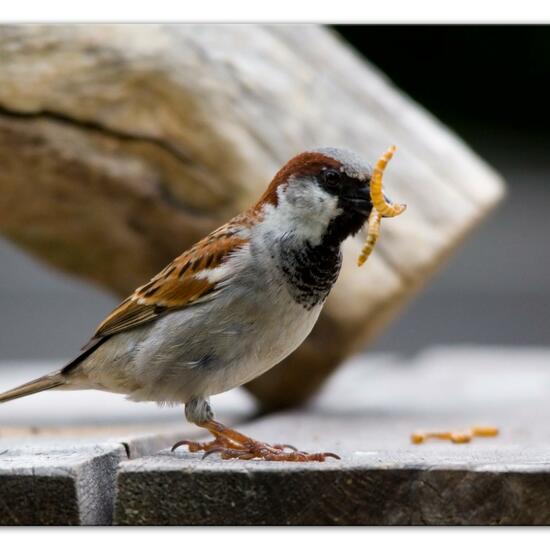 Haussperling: Tier im Habitat Garten in der NatureSpots App