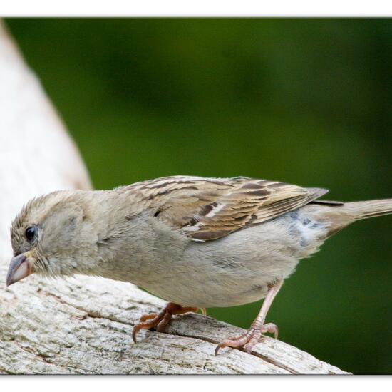 Haussperling: Tier im Habitat Garten in der NatureSpots App