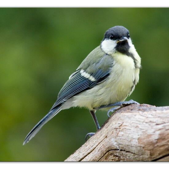 Kohlmeise: Tier im Habitat Garten in der NatureSpots App