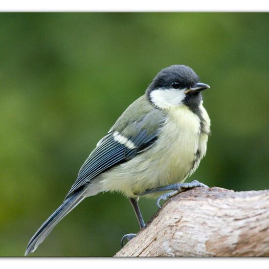 Kohlmeise: Tier im Habitat Garten in der NatureSpots App