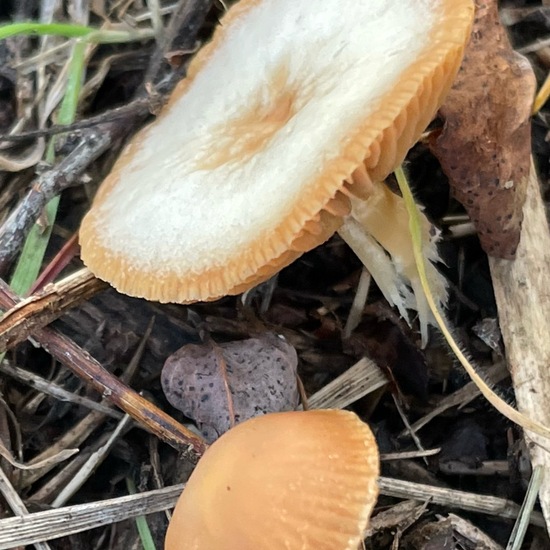 Gemeiner Trompetenschnitzling: Pilz im Habitat Borealer Nadelwald in der NatureSpots App