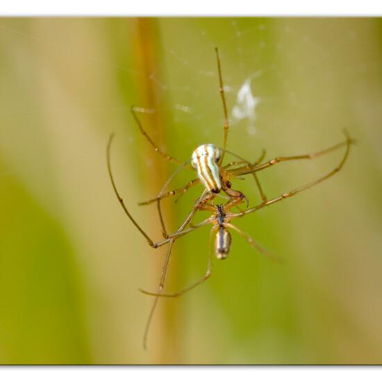 Gemeine Streckerspinne: Tier im Habitat Naturnahe Wiese in der NatureSpots App