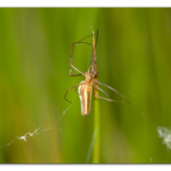 Gemeine Streckerspinne: Tier im Habitat Naturnahe Wiese in der NatureSpots App