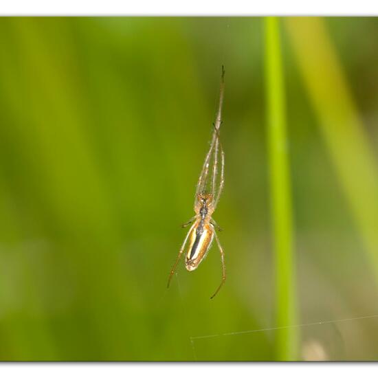 Gemeine Streckerspinne: Tier im Habitat Naturnahe Wiese in der NatureSpots App