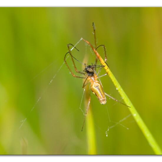 Gemeine Streckerspinne: Tier im Habitat Naturnahe Wiese in der NatureSpots App