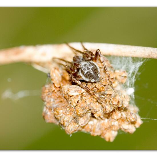 Körbchenspinne: Tier im Habitat Naturnahe Wiese in der NatureSpots App