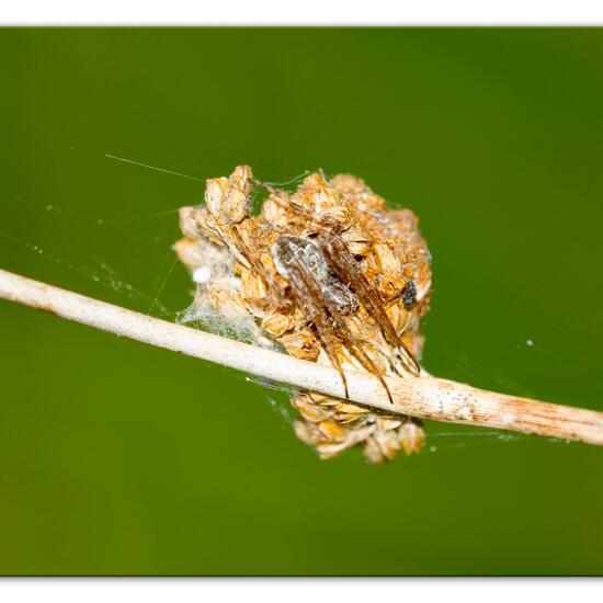 Körbchenspinne: Tier im Habitat Naturnahe Wiese in der NatureSpots App