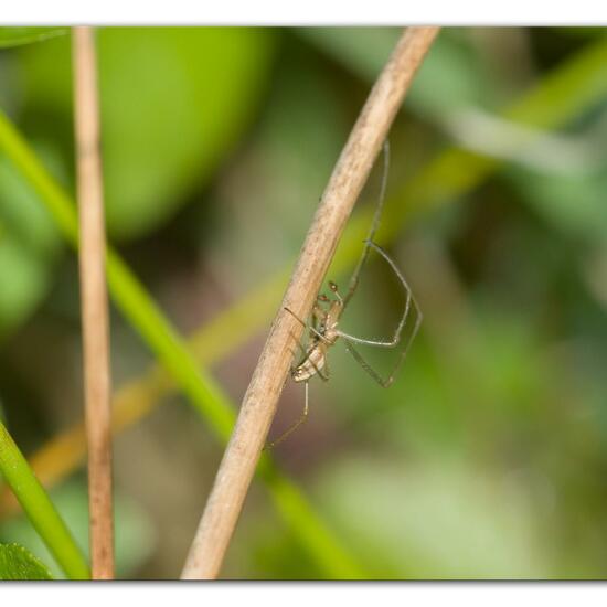 Gemeine Streckerspinne: Tier im Habitat Naturnahe Wiese in der NatureSpots App