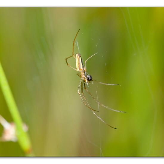 Gemeine Streckerspinne: Tier im Habitat Naturnahe Wiese in der NatureSpots App