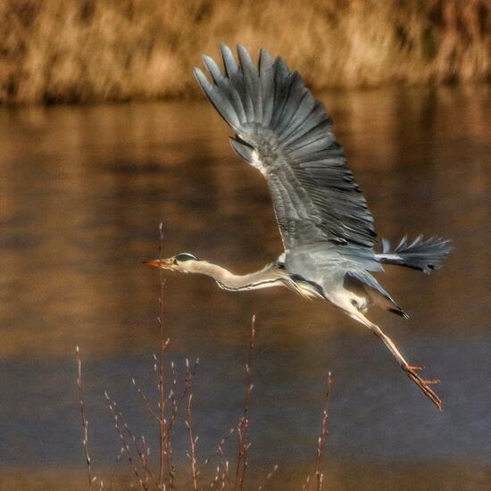 Graureiher: Tier im Habitat See in der NatureSpots App