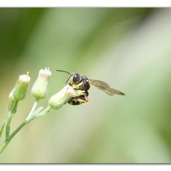 Bienenjagende Knotenwespe: Tier im Habitat Naturnahe Wiese in der NatureSpots App