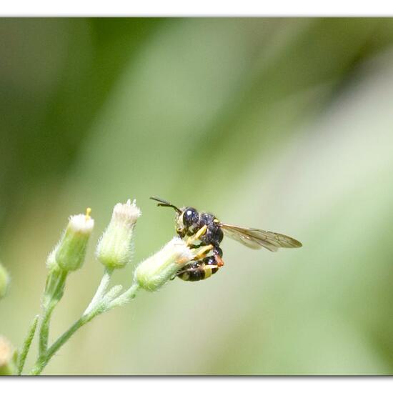 Bienenjagende Knotenwespe: Tier im Habitat Naturnahe Wiese in der NatureSpots App