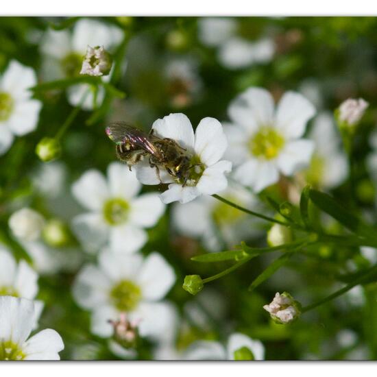 Lasioglossum morio: Tier im Habitat Garten in der NatureSpots App