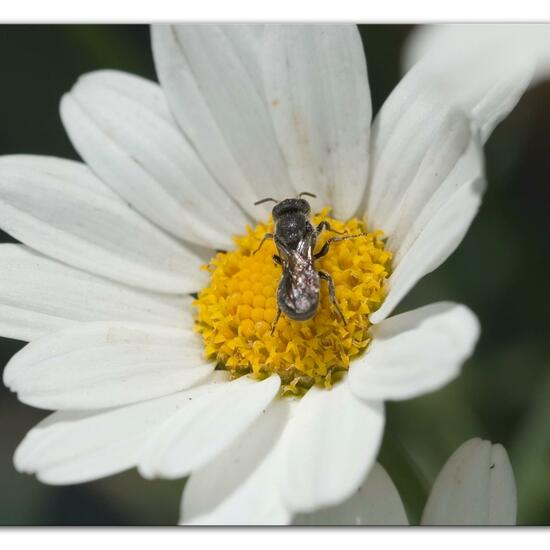 Heriades truncorum: Tier im Habitat Garten in der NatureSpots App