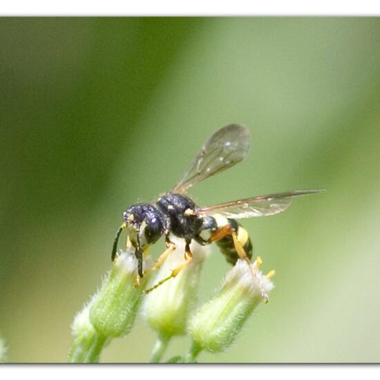 Bienenjagende Knotenwespe: Tier im Habitat Naturnahe Wiese in der NatureSpots App