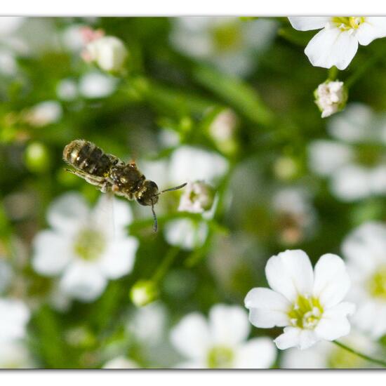 Lasioglossum morio: Tier im Habitat Garten in der NatureSpots App