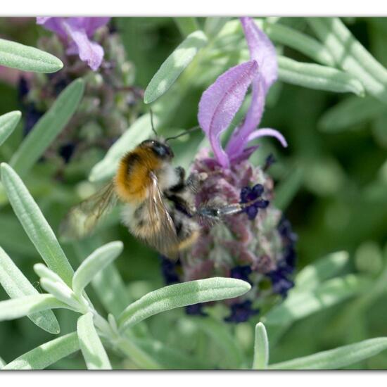 Ackerhummel: Tier im Habitat Garten in der NatureSpots App