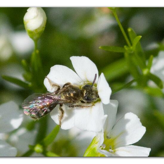 Lasioglossum morio: Tier im Habitat Garten in der NatureSpots App