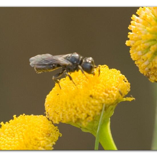 Lindenius albilabris: Tier im Habitat Naturnahe Wiese in der NatureSpots App