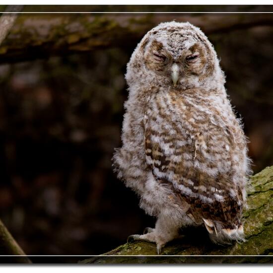 Waldkauz: Tier im Habitat Wald in der NatureSpots App