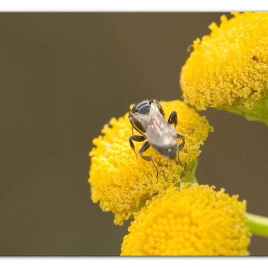 Lindenius albilabris: Tier im Habitat Naturnahe Wiese in der NatureSpots App