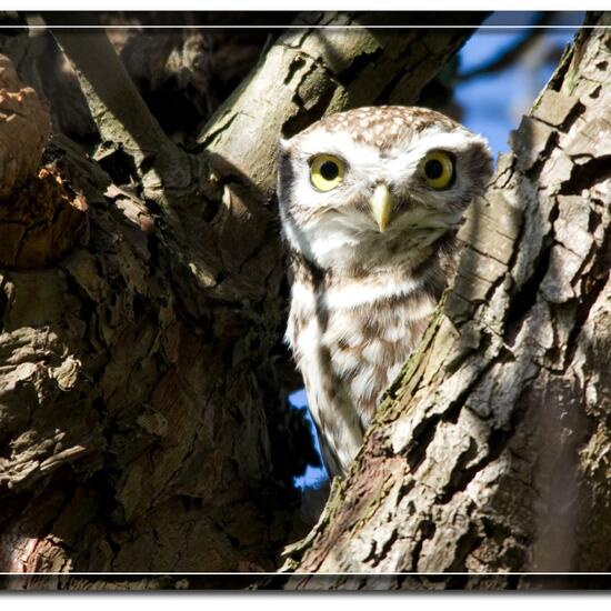 Steinkauz: Tier im Habitat Garten in der NatureSpots App