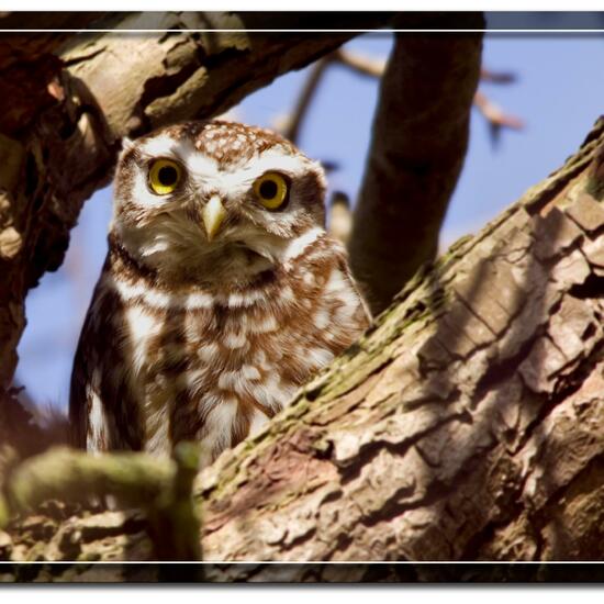 Steinkauz: Tier im Habitat Garten in der NatureSpots App