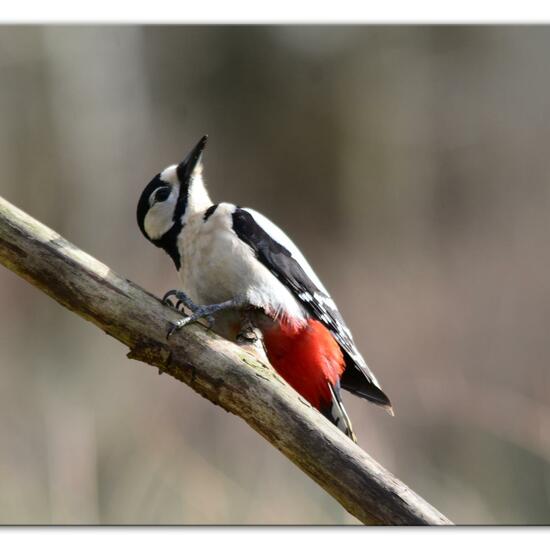 Buntspecht: Tier im Habitat Garten in der NatureSpots App