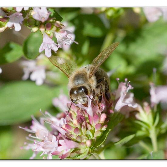 Westliche Honigbiene: Tier im Habitat Garten in der NatureSpots App