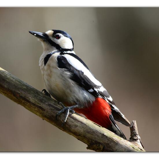 Buchfink: Tier im Habitat Garten in der NatureSpots App