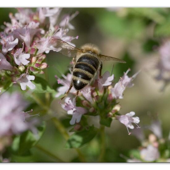 Westliche Honigbiene: Tier im Habitat Garten in der NatureSpots App