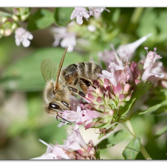 Westliche Honigbiene: Tier im Habitat Garten in der NatureSpots App