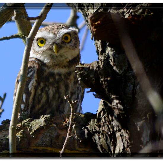 Steinkauz: Tier im Habitat Garten in der NatureSpots App