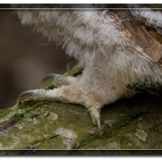 Waldkauz: Tier im Habitat Wald in der NatureSpots App