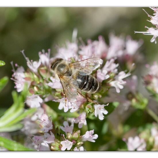 Westliche Honigbiene: Tier im Habitat Garten in der NatureSpots App