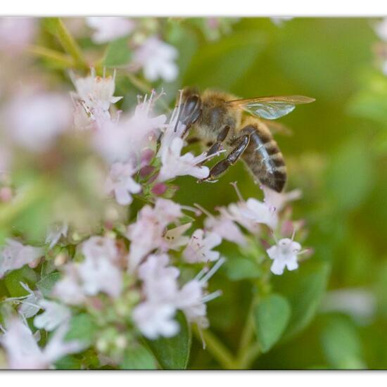 Westliche Honigbiene: Tier im Habitat Garten in der NatureSpots App