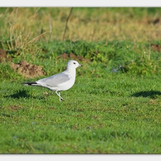 Sturmmöwe: Tier im Habitat Landwirtschaftliche Wiese in der NatureSpots App