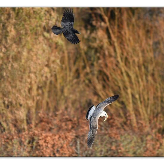 Sturmmöwe: Tier im Habitat Landwirtschaftliche Wiese in der NatureSpots App