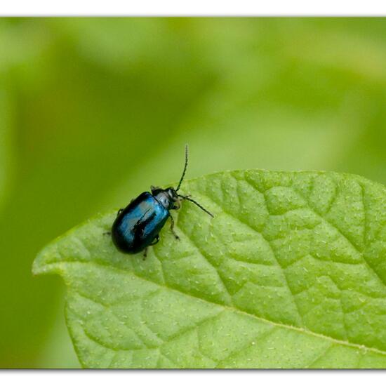 Blauer Erlenblattkäfer: Tier im Habitat Gartenkultur in der NatureSpots App