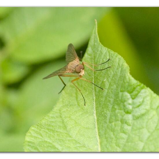 Rhagio tringarius: Tier im Habitat Gartenkultur in der NatureSpots App