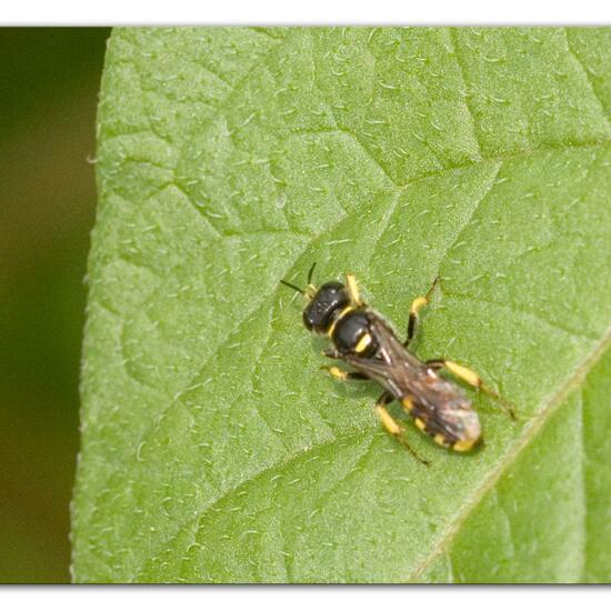 Ectemnius: Tier im Habitat Gartenkultur in der NatureSpots App