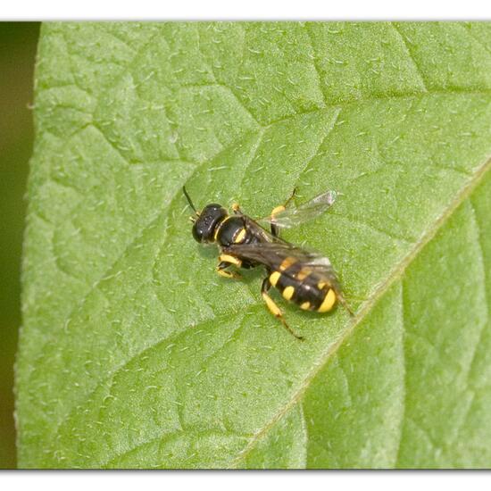 Ectemnius: Tier im Habitat Gartenkultur in der NatureSpots App