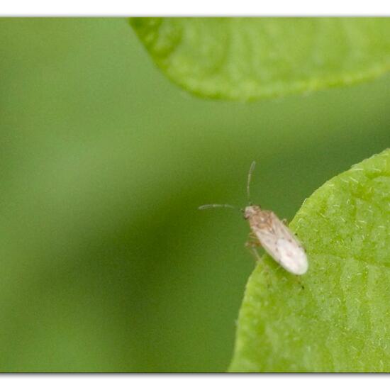 Nysius senecionis: Tier im Habitat Gartenkultur in der NatureSpots App