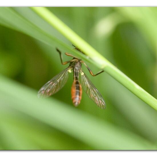 Dioctria hyalipennis: Tier im Habitat Gartenkultur in der NatureSpots App