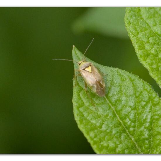 Lygus rugulipennis: Tier im Habitat Gartenkultur in der NatureSpots App